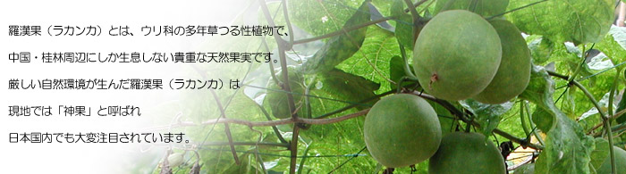 羅漢果（ラカンカ）とは、ウリ科の多年草つる性職別で、中国・桂林周辺にしか生息しない貴重な天然果実です。厳しい自然環境が生んだ羅漢果（ラカンカ）は現地では「神果」と呼ばれ日本国内でも大変注目されています。